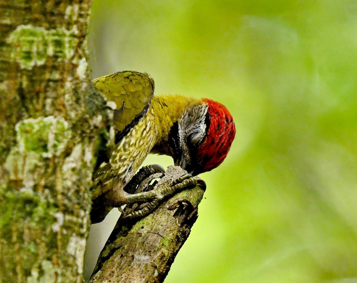 Laced Woodpecker - ML613156381
