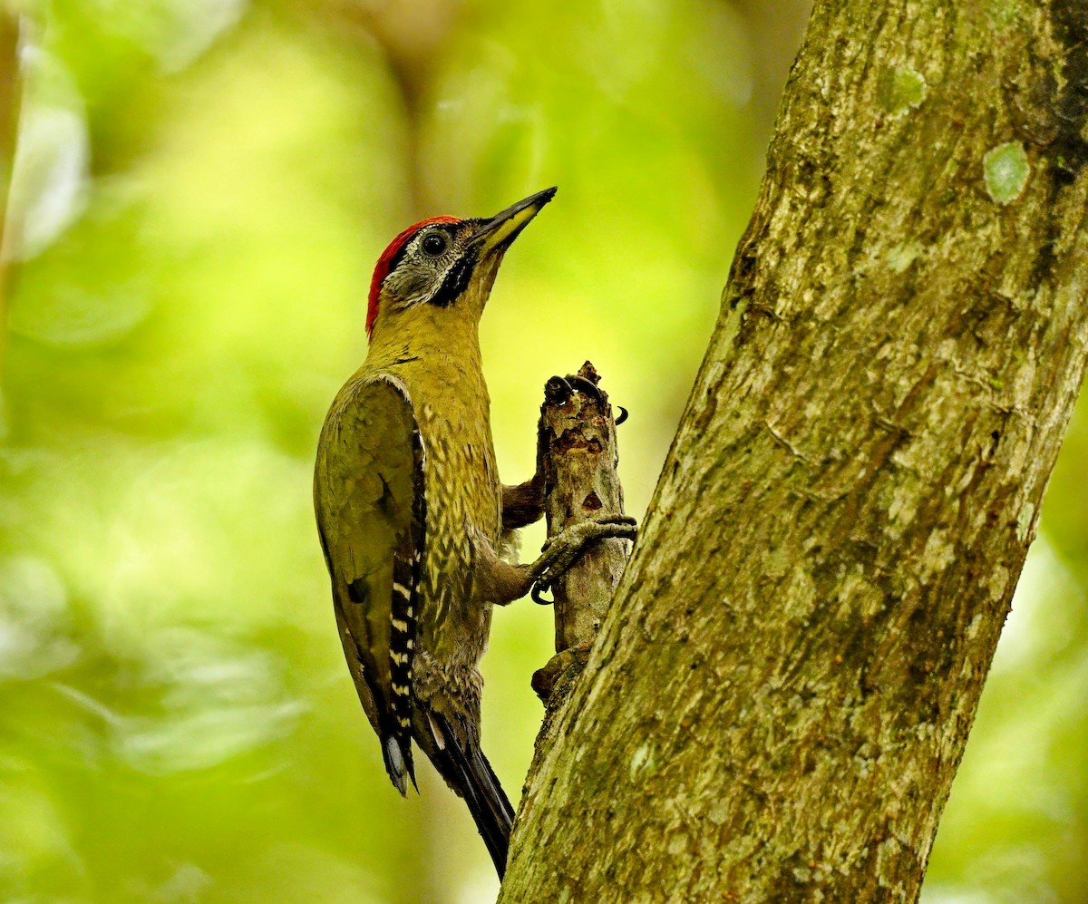 Laced Woodpecker - ML613156385