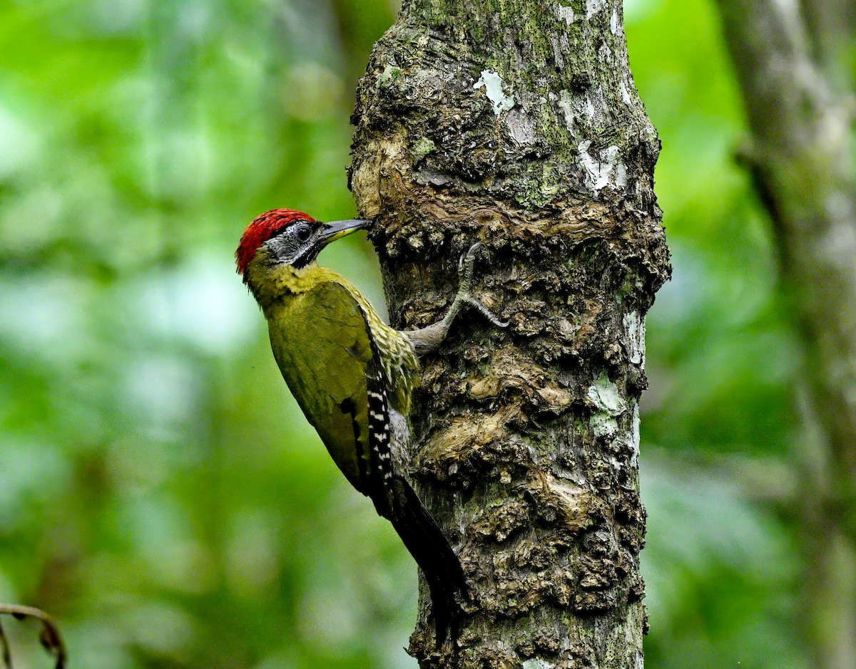 Laced Woodpecker - ML613156386