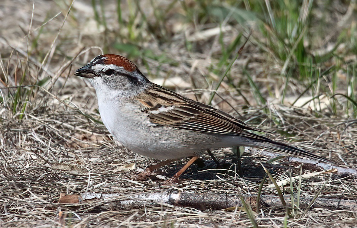 Chipping Sparrow - ML613156569