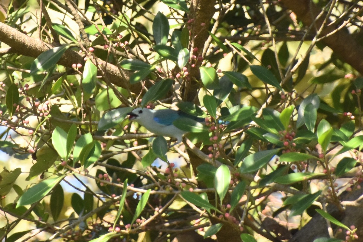 Blue-gray Tanager - ML613156691