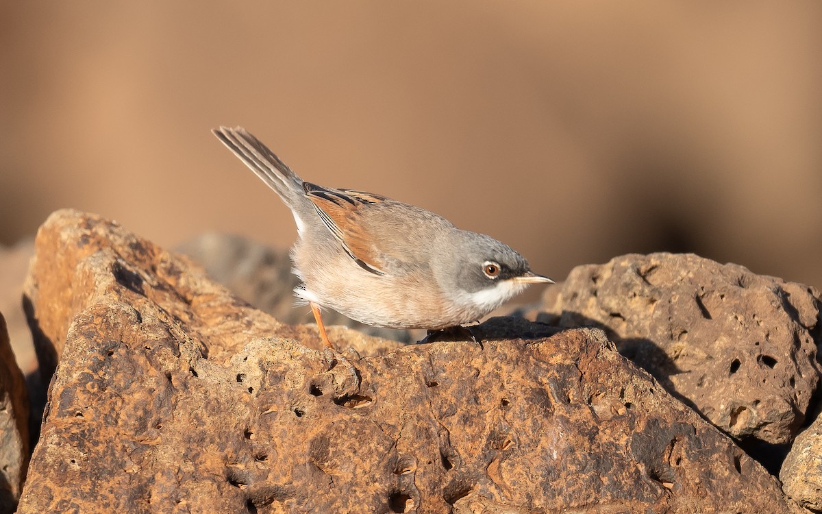 Spectacled Warbler - ML613157152
