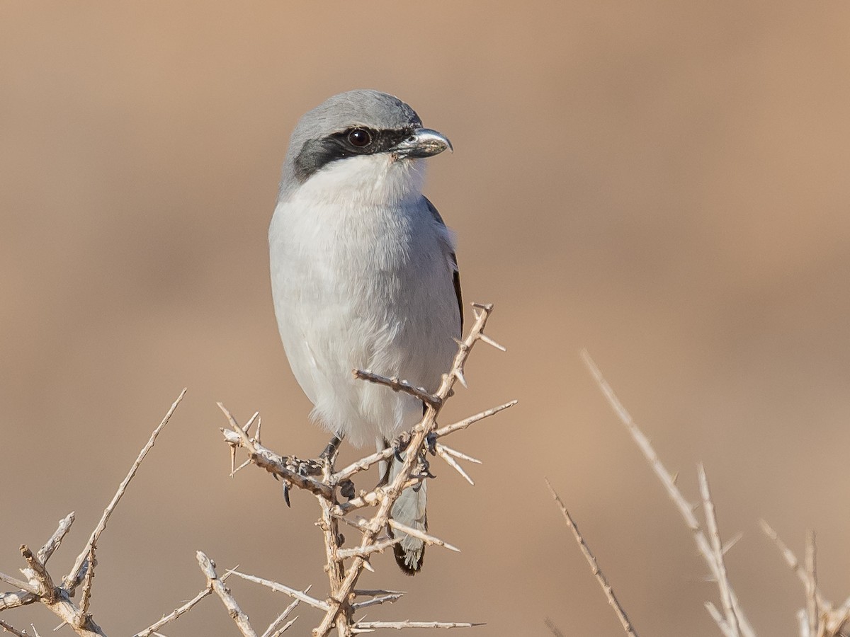 Great Gray Shrike (Sahara) - Jean-Louis  Carlo