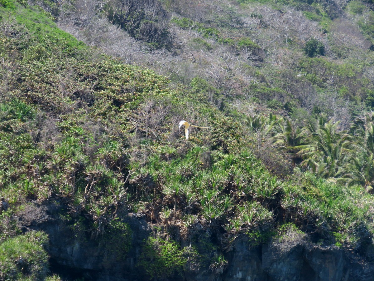 White-tailed Tropicbird - ML613157517