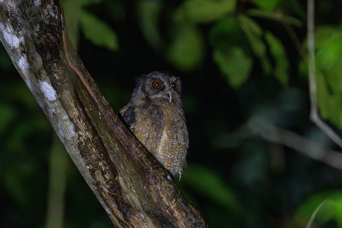 Tawny-bellied Screech-Owl (Austral) - ML613157975