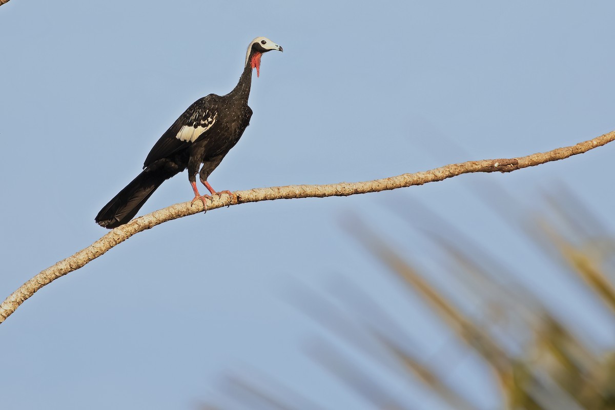Red-throated Piping-Guan - ML613158053