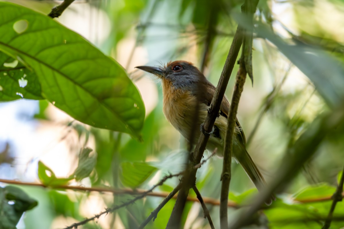 Rufous-capped Nunlet - ML613158100