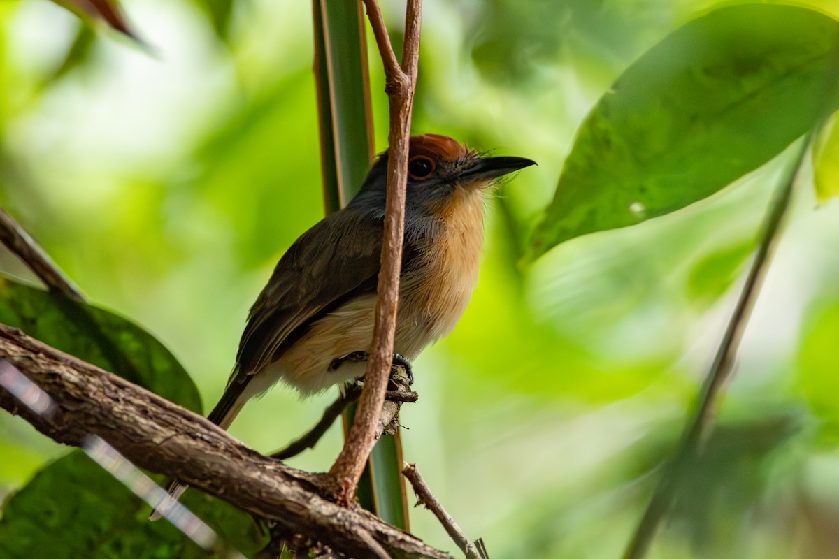 Rufous-capped Nunlet - ML613158101