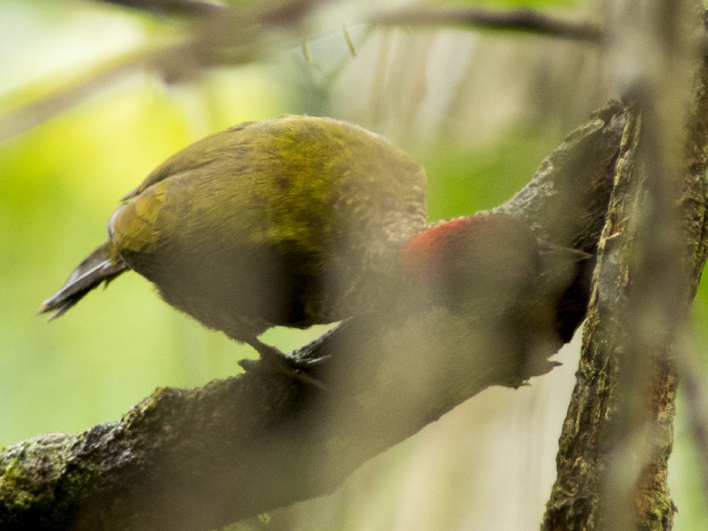 Green-backed Woodpecker - ML613158203