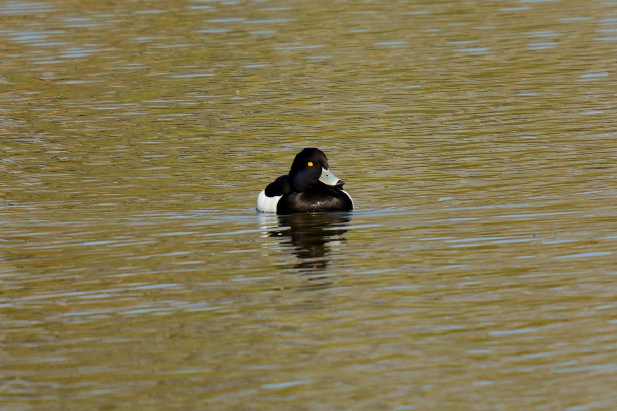 Tufted Duck - ML613158210