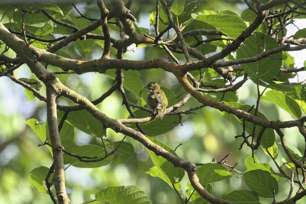 Yellow-vented Flowerpecker - Kian Guan Tay