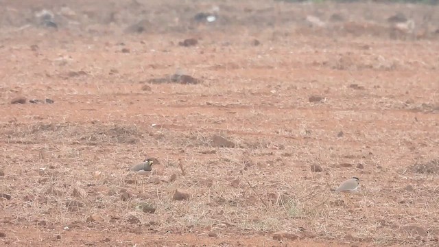 Чайка малабарська - ML613158249