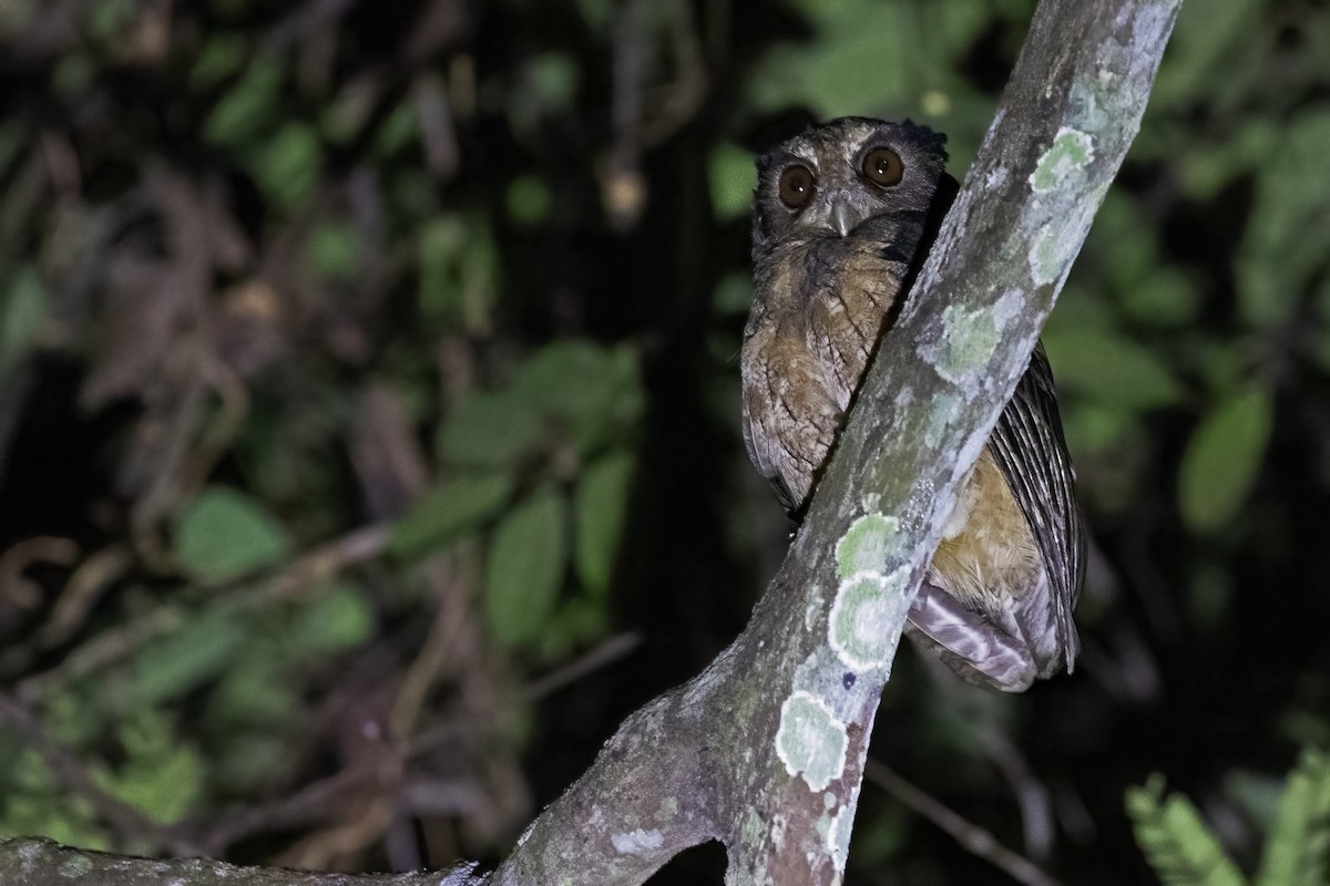 Tawny-bellied Screech-Owl - ML613158277