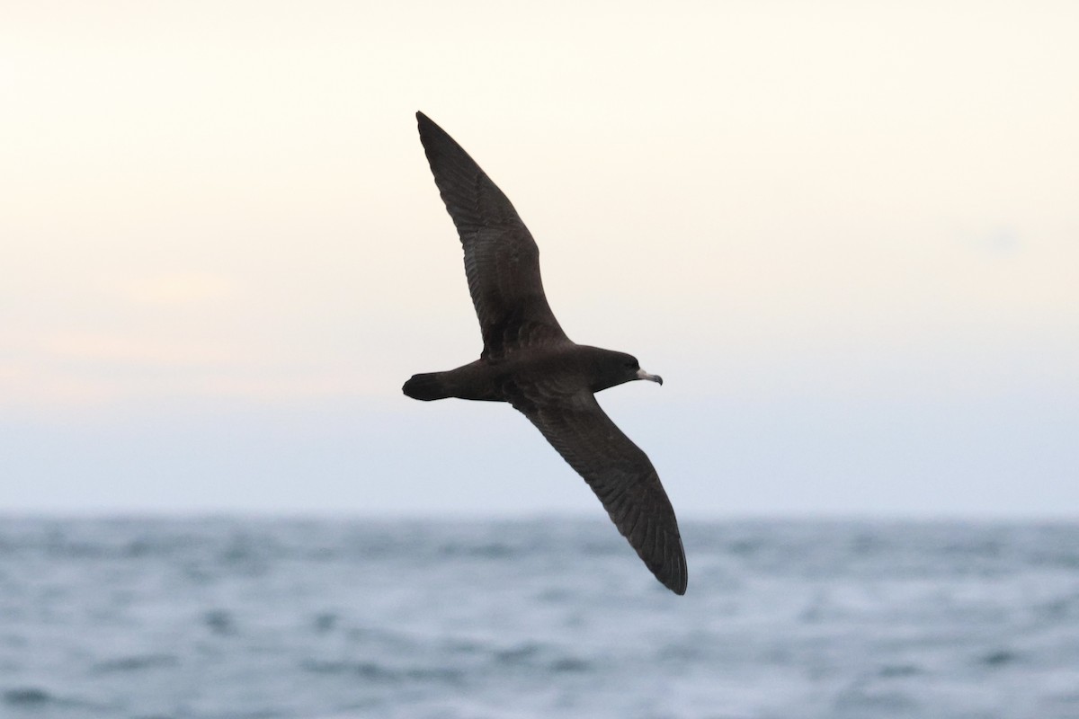 Flesh-footed Shearwater - ML613158290