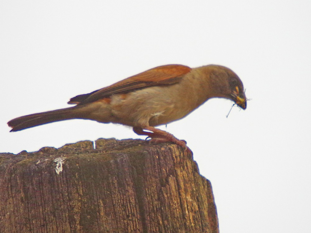 Northern Gray-headed Sparrow - ML613158372