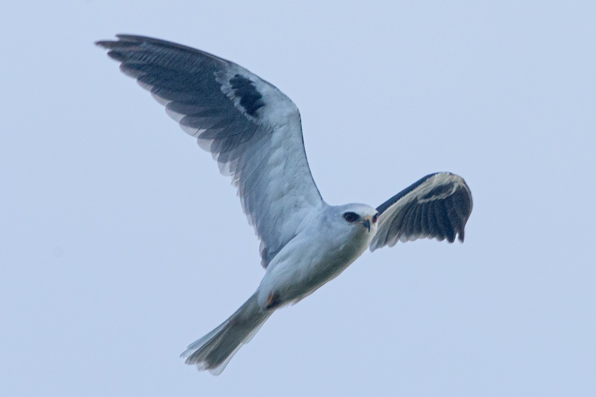 White-tailed Kite - ML613158477