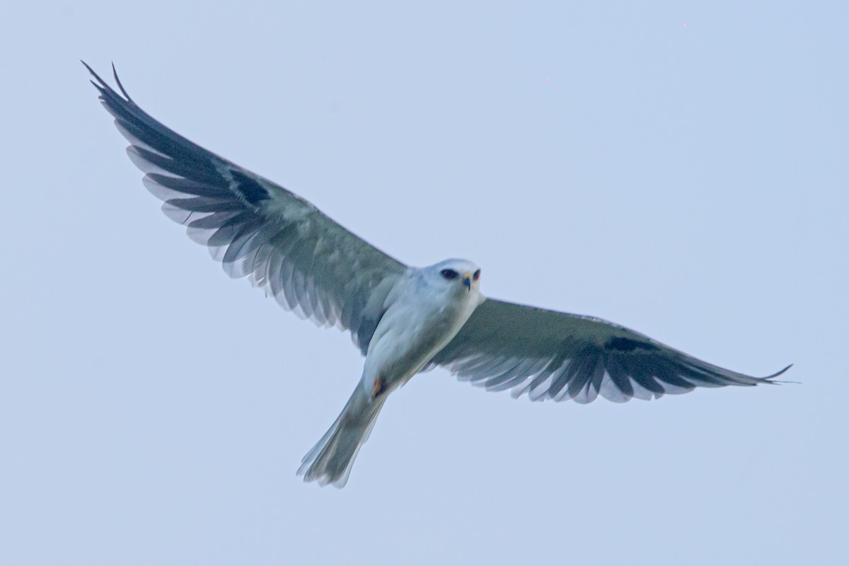 White-tailed Kite - ML613158479