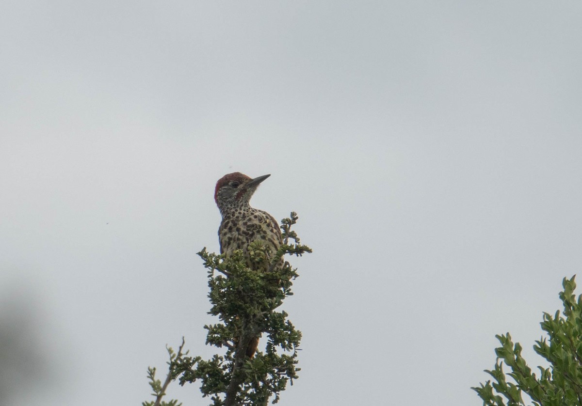 Knysna Woodpecker - ML613158567