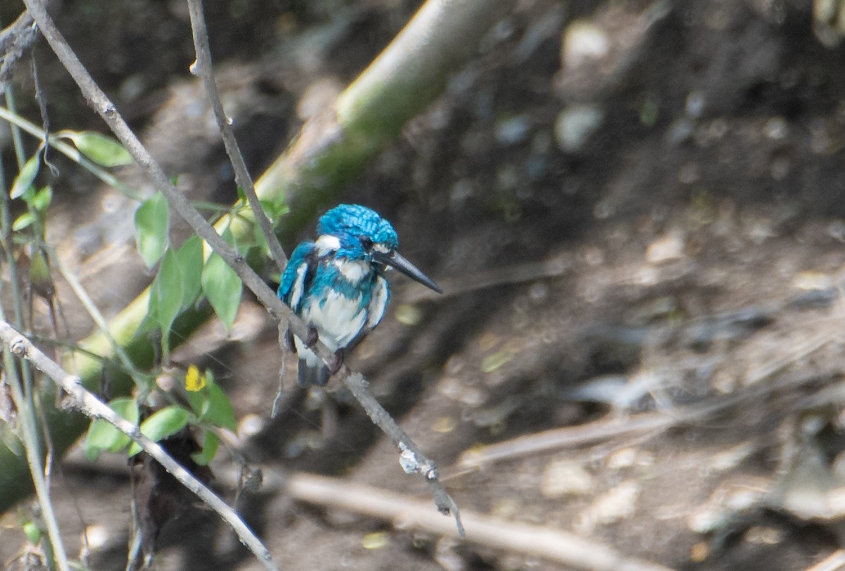 Small Blue Kingfisher - ML613158623