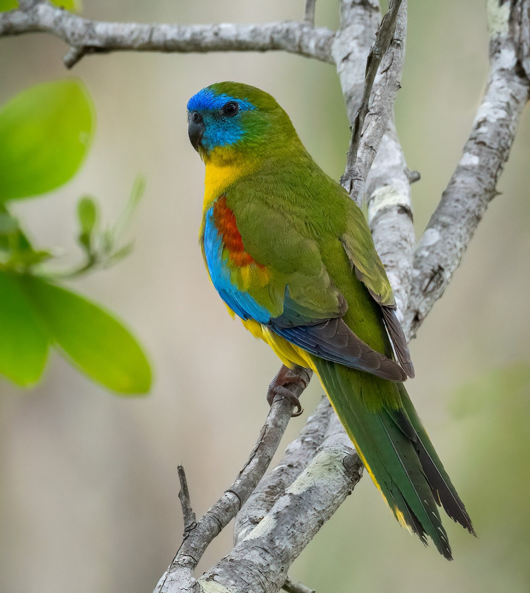 Turquoise Parrot - ML613158723