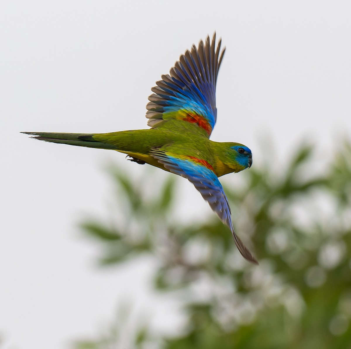 Turquoise Parrot - ML613158726