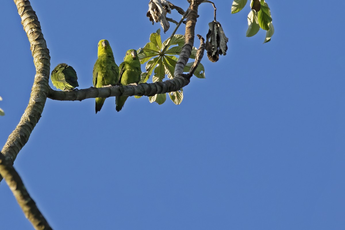 Gri Karınlı Serçe Papağanı - ML613158763
