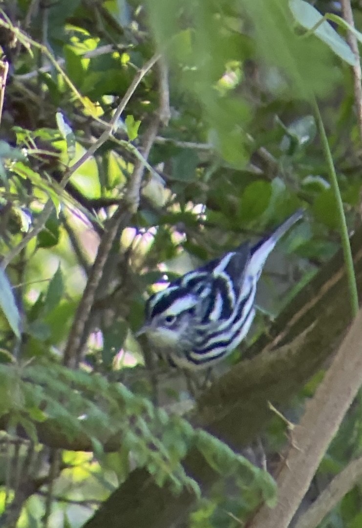 Black-and-white Warbler - ML613158822