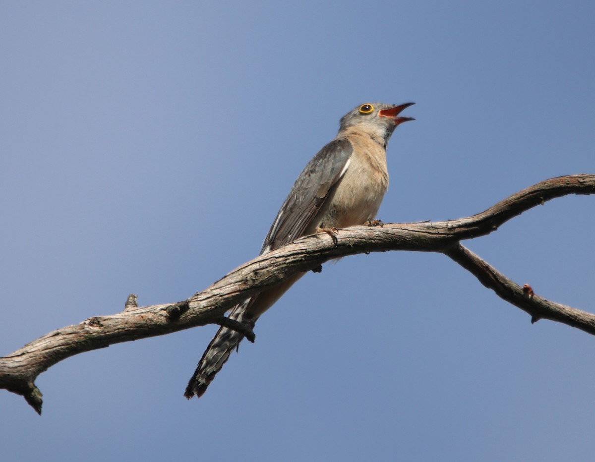 Fan-tailed Cuckoo - ML613158825