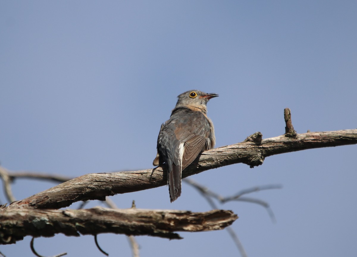 Fan-tailed Cuckoo - Vikki Pentecost