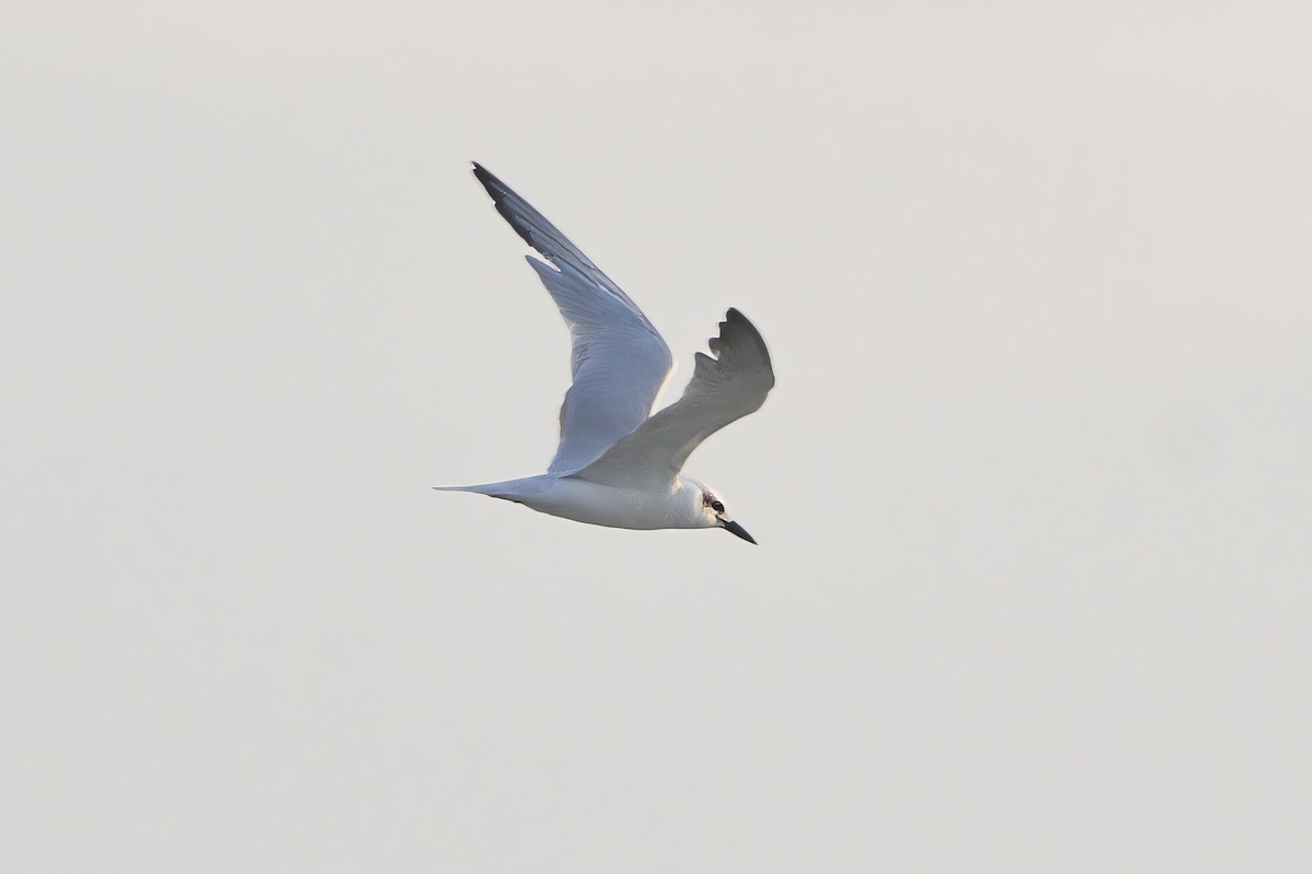Gull-billed Tern - ML613158835