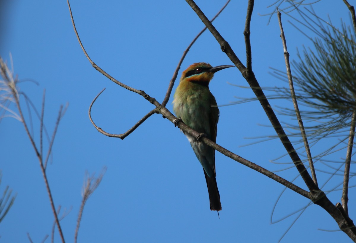 Rainbow Bee-eater - ML613158836