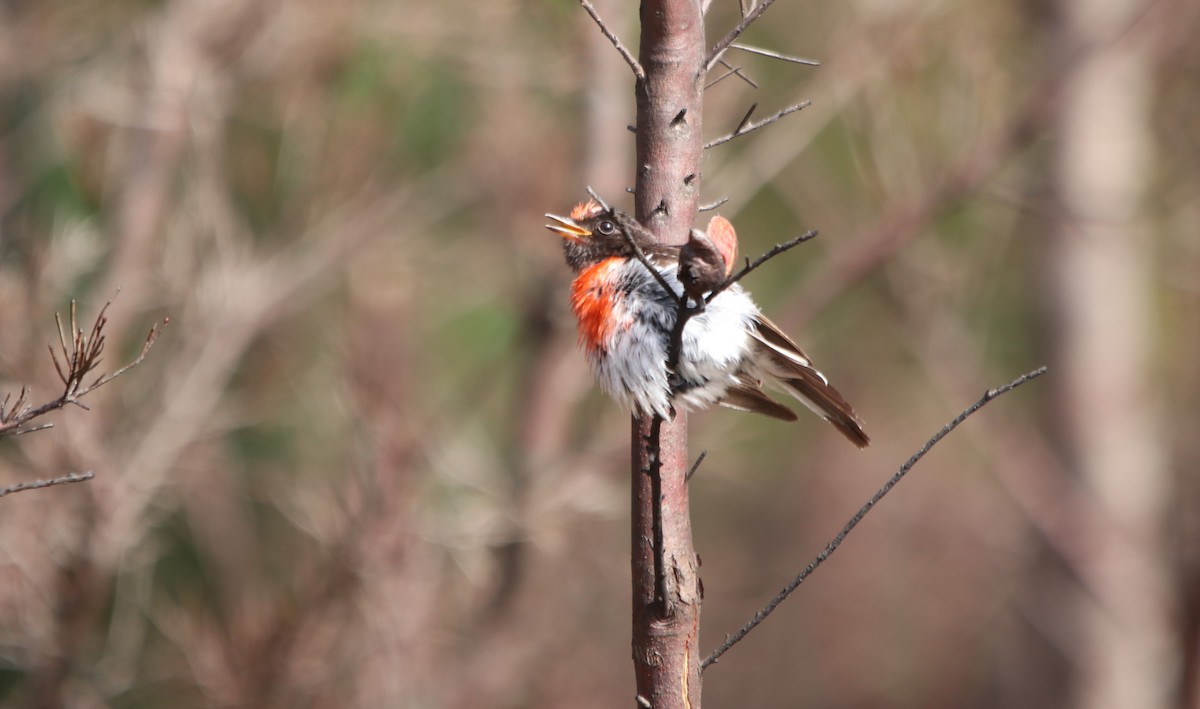 Red-capped Robin - ML613158843