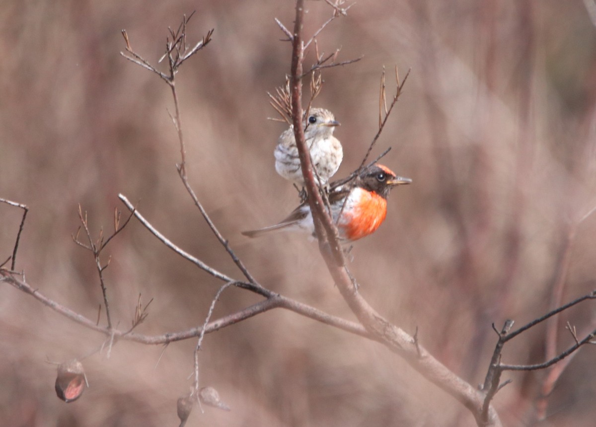 Red-capped Robin - ML613158845
