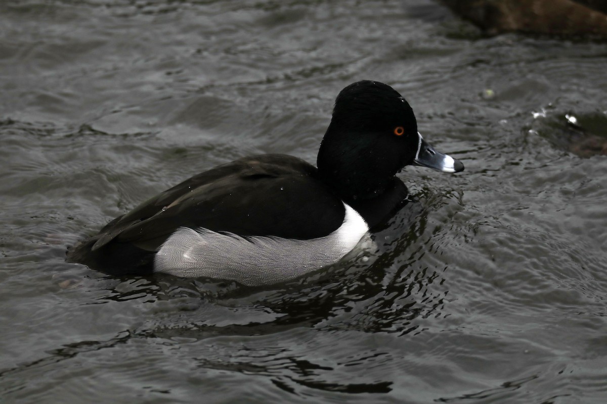Ring-necked Duck - ML613158877