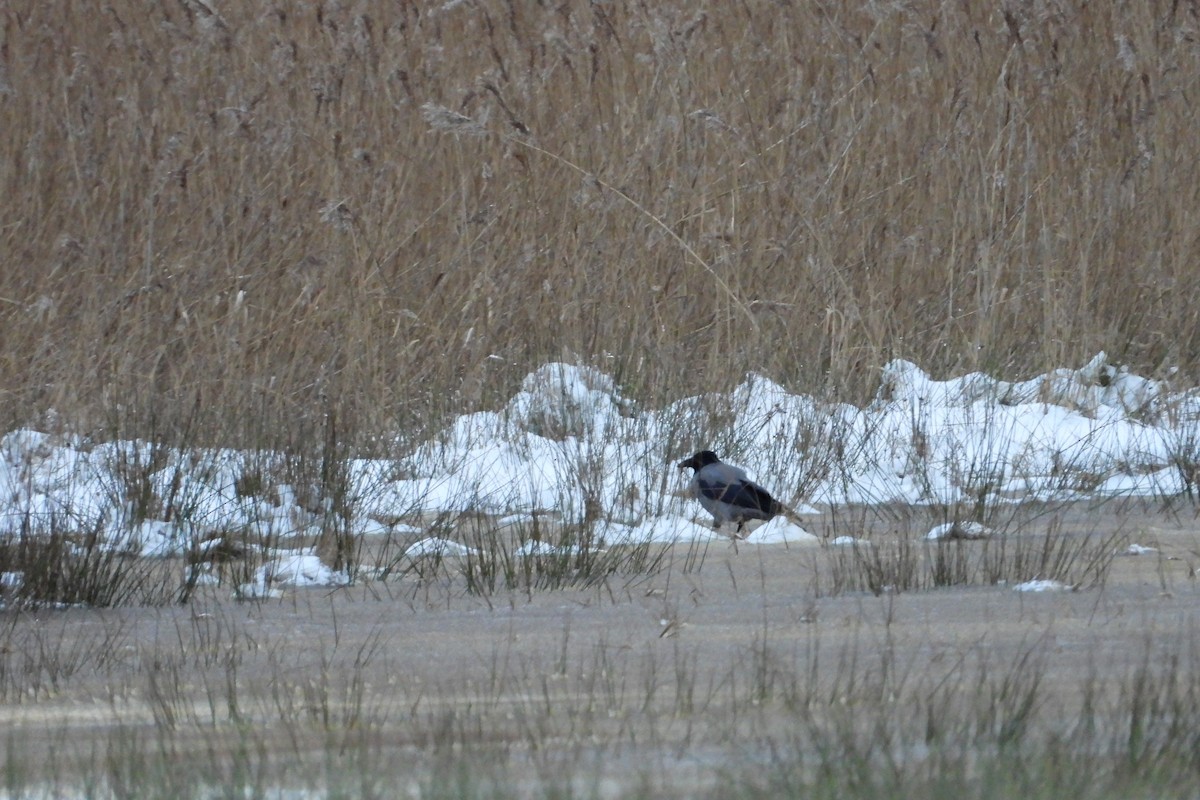 Hooded Crow - ML613159124