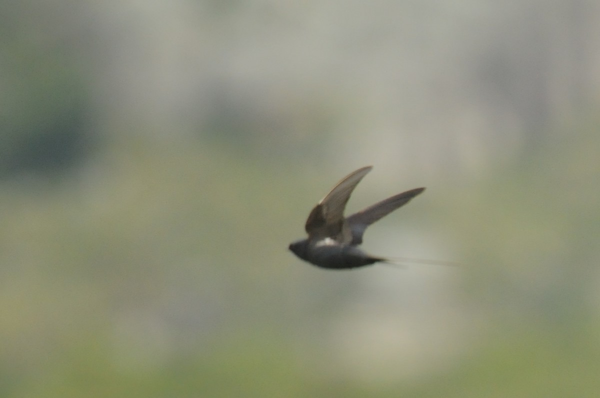 Montane Blue Swallow - ML613159134
