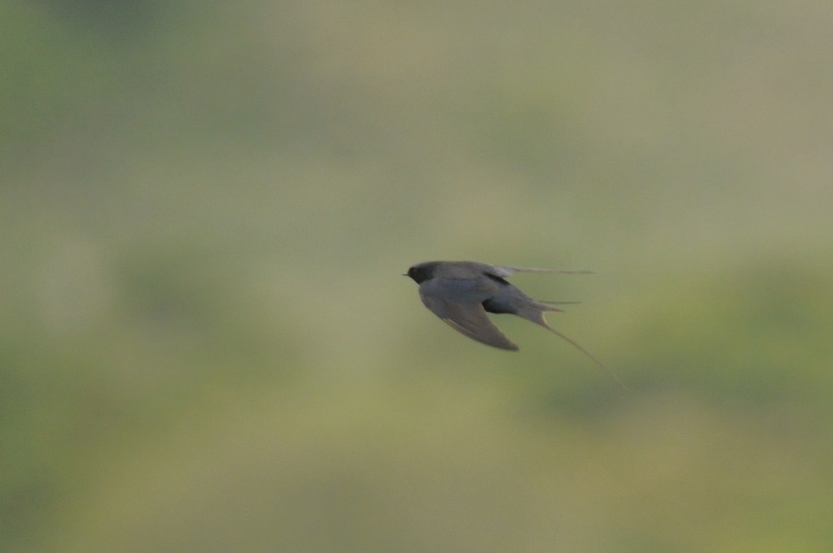 Montane Blue Swallow - ML613159135