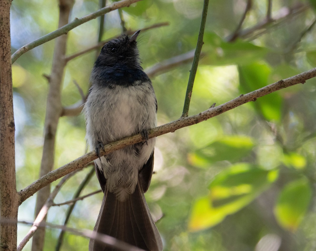 African Crested Flycatcher - ML613159417