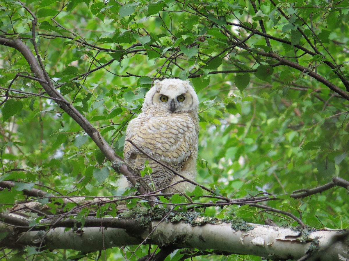 Great Horned Owl - ML61315951