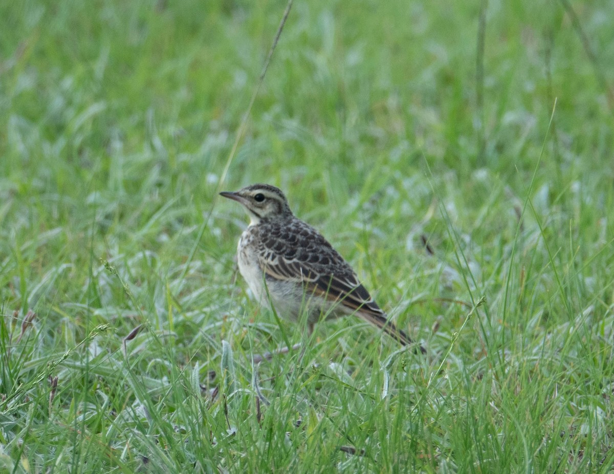 African Pipit - ML613159511