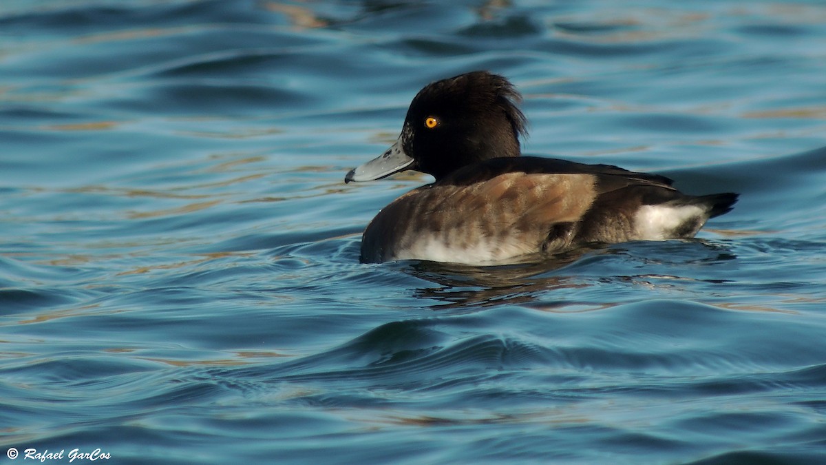 Tufted Duck - ML613159636