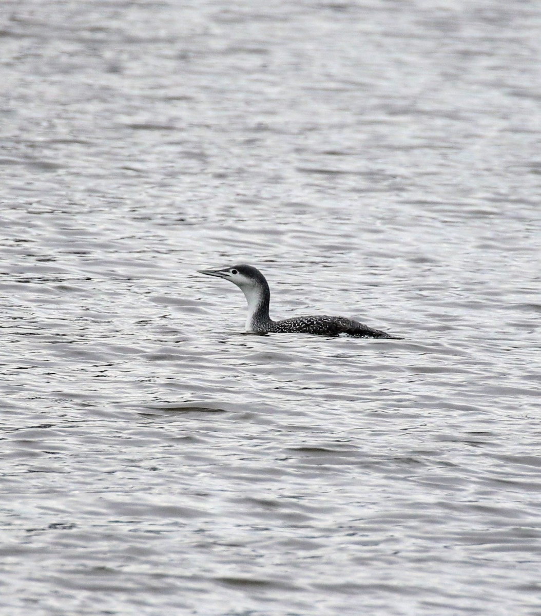 Red-throated Loon - ML613160212