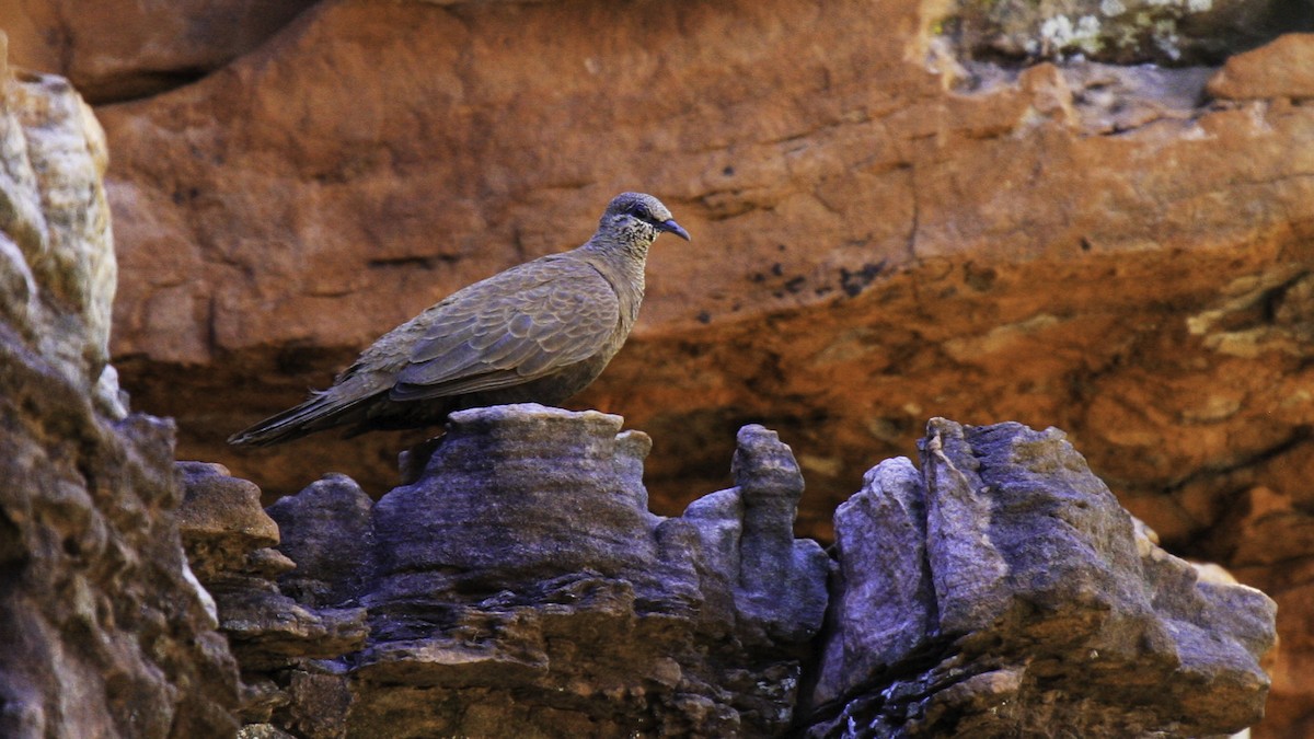 holub kimberleyský - ML613160341