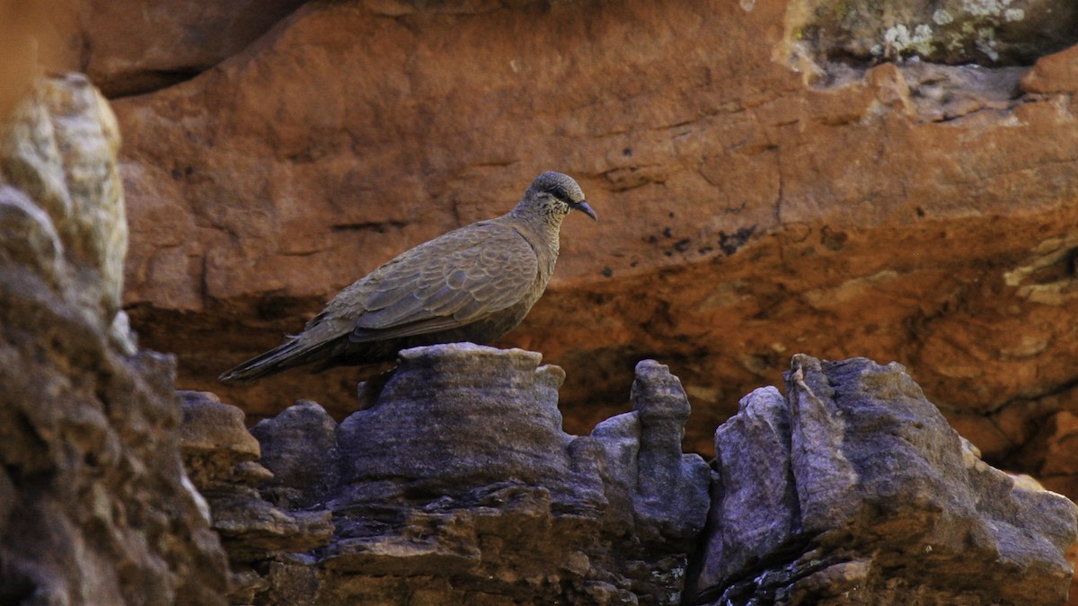 White-quilled Rock-Pigeon - ML613160342