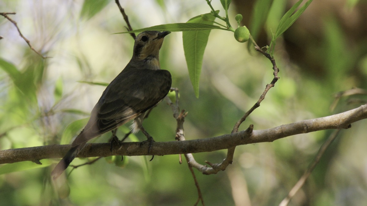 Black-eared Cuckoo - ML613160366