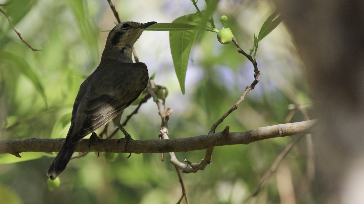 Black-eared Cuckoo - ML613160368