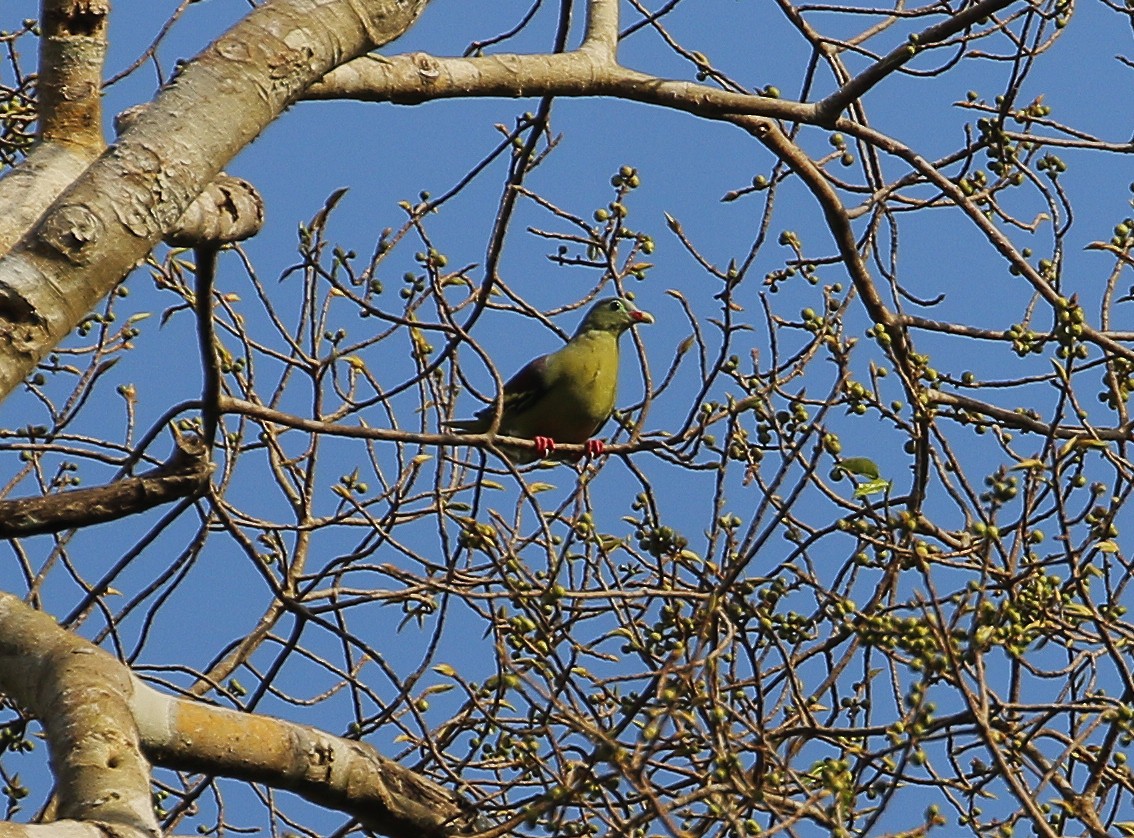 Thick-billed Green-Pigeon - ML613160392