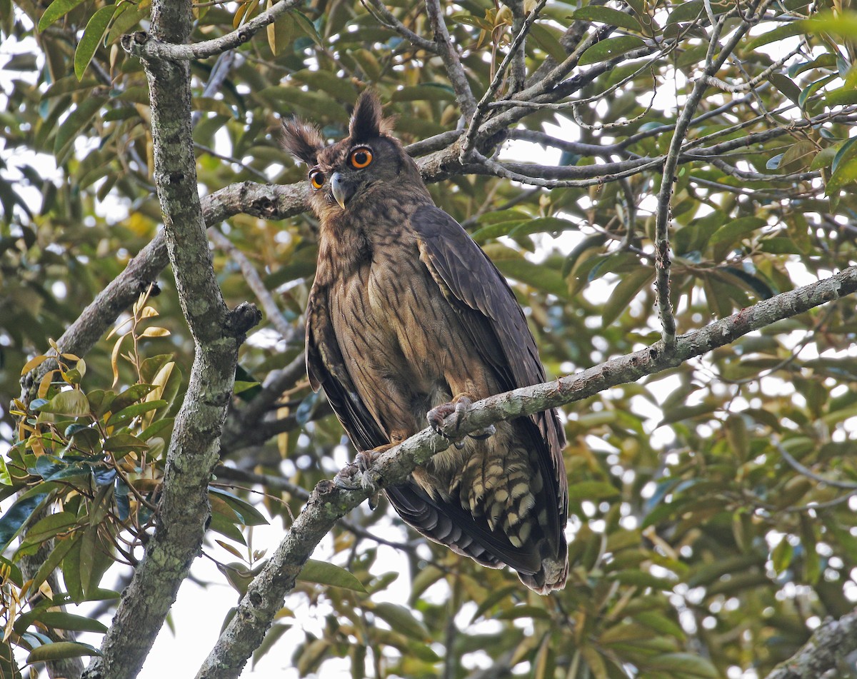 Dusky Eagle-Owl - ML613160416