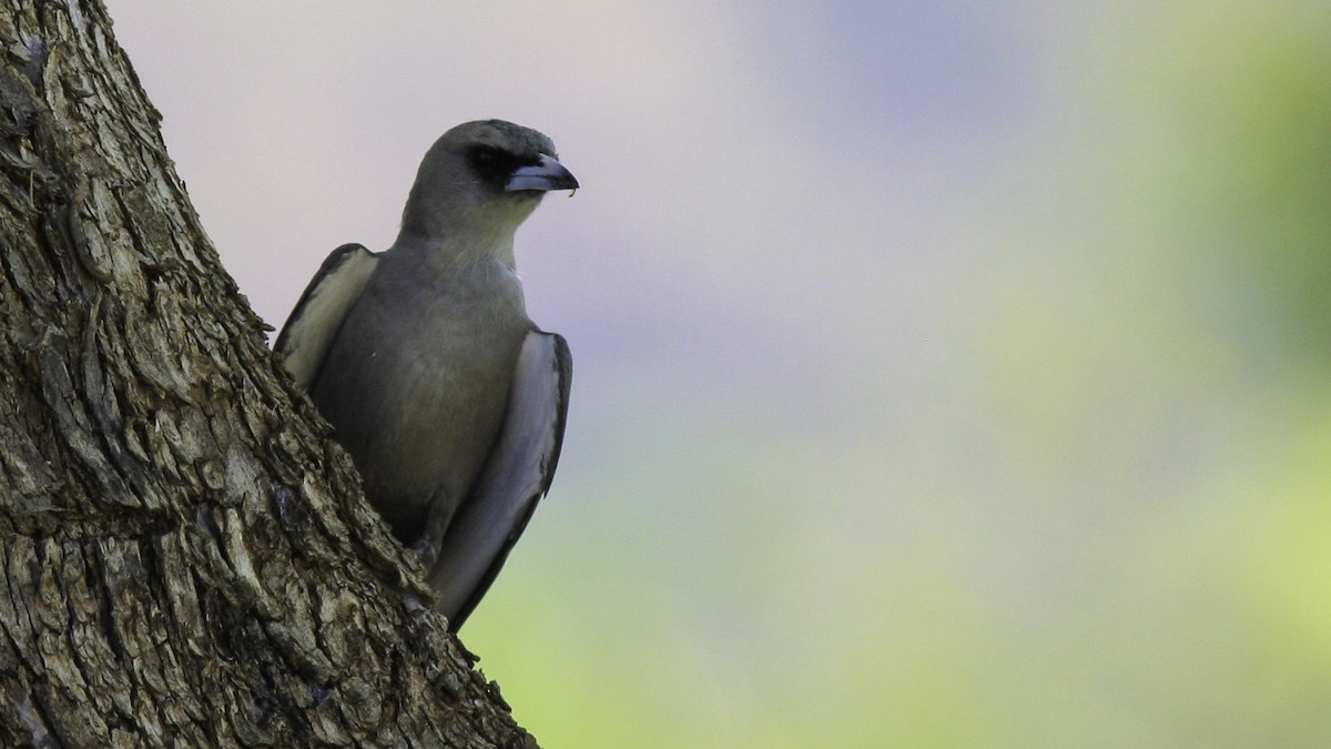 Black-faced Woodswallow (Black-vented) - ML613160418