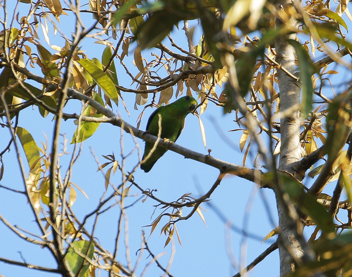 Blue-crowned Hanging-Parrot - ML613160431